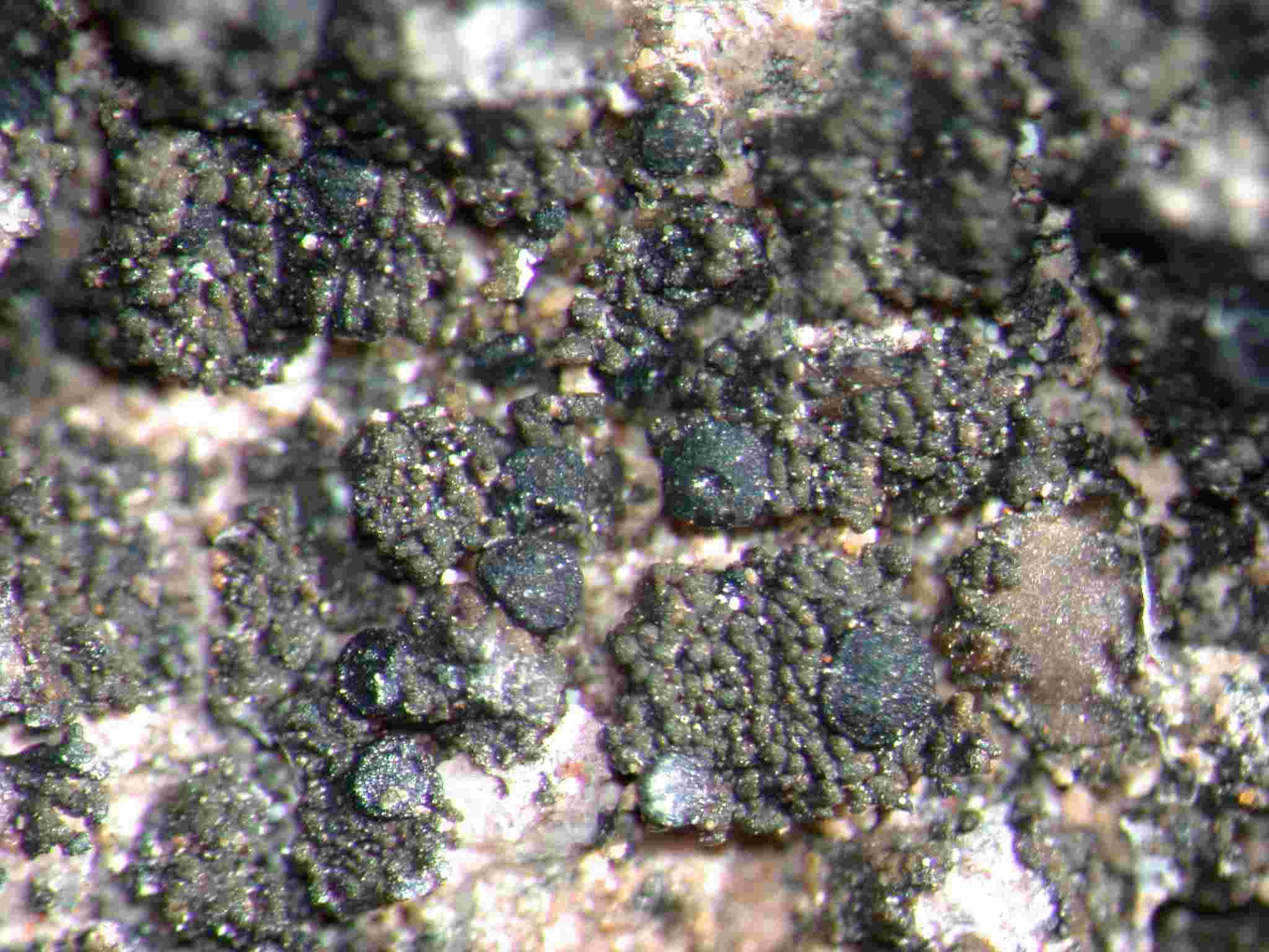 [Placynthium sp. nov.]